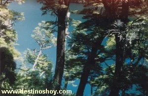 Lago Epulaufquen - Neuquén